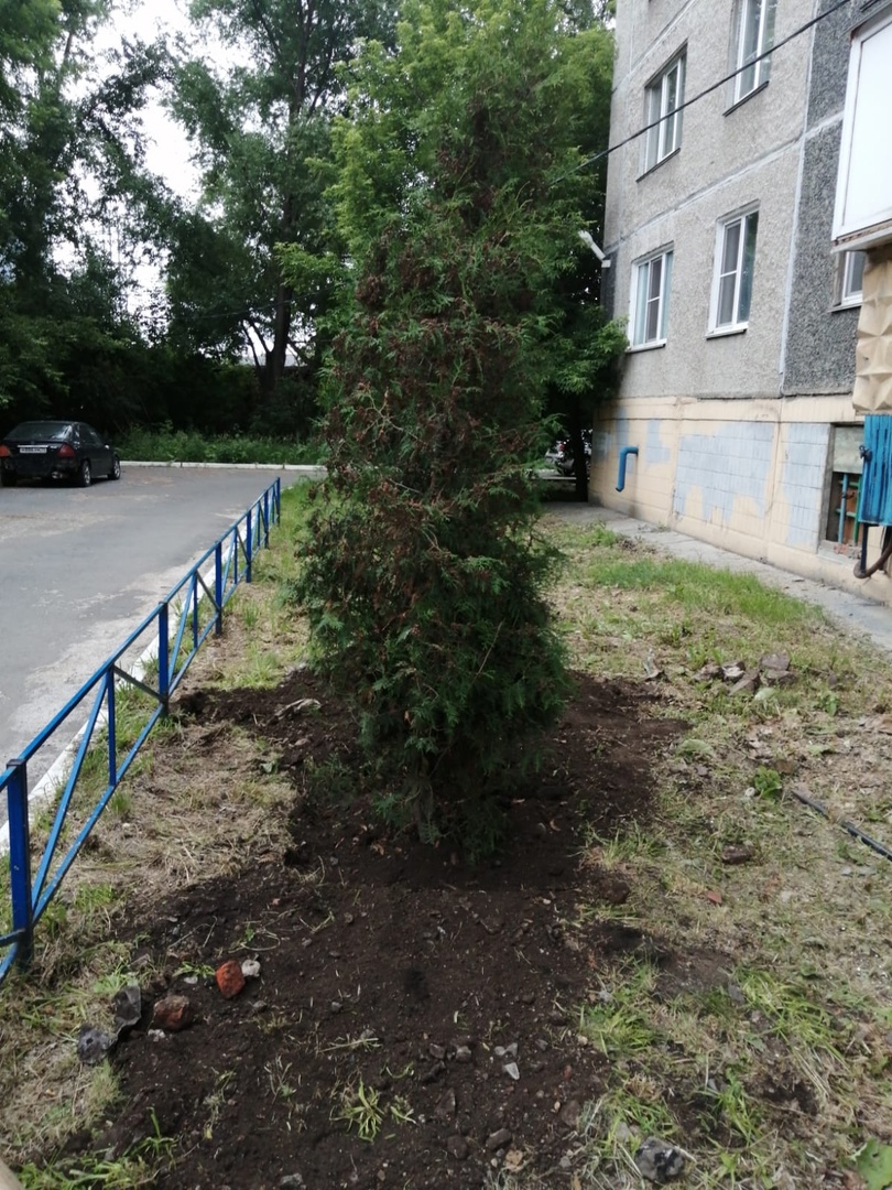 Высадка хвойных и лиственных деревьев