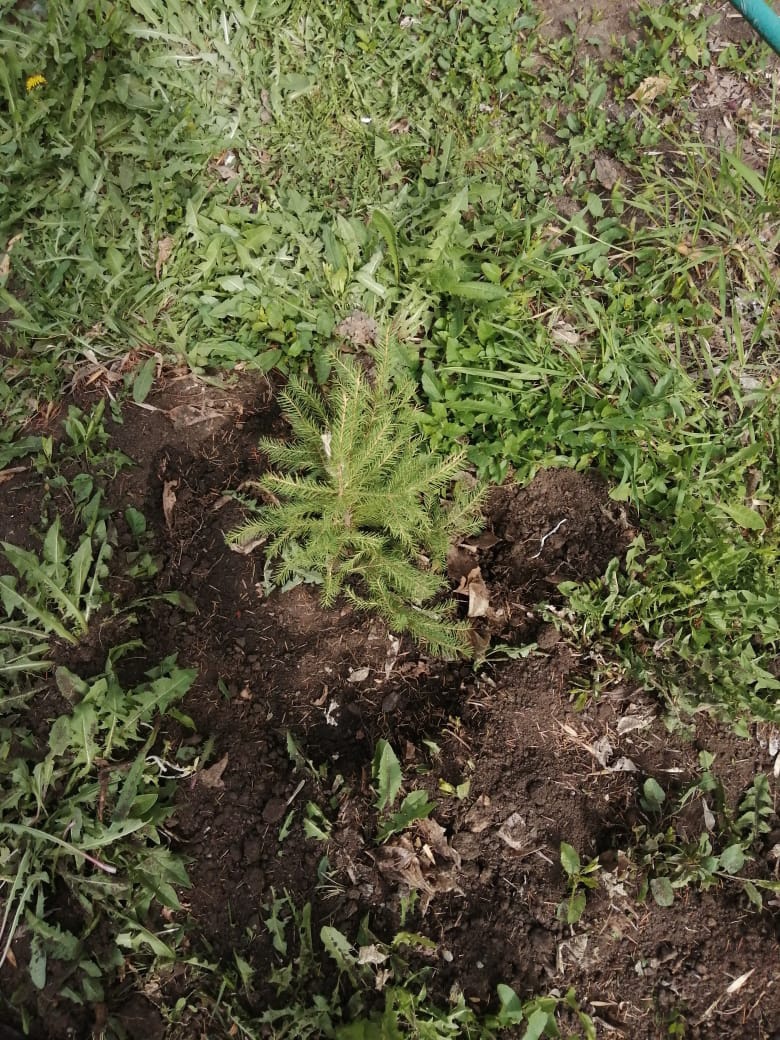 14.05.2022 г. посадка саженцев молодых елей