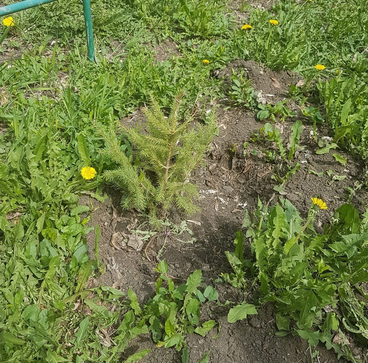 В вопросе высадки деревьев у многоквартирного дома всегда важно суметь договориться. Перед тем как посадить дерево нужно взять с...